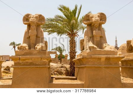 Goats Headed Sphinxes And The Palm Tree In The Ancient City Of Thebes, Modern-day Luxor, Egypt