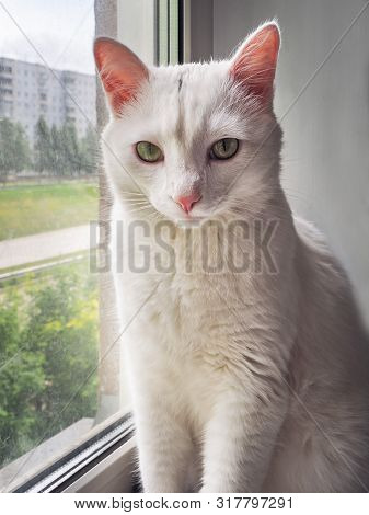 Big White Cat Sitting On The Windowsill And Looks Reproachfully Into The Lens