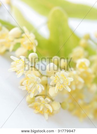 Flores de tilo sobre un fondo blanco