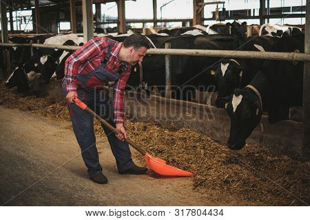 Farmer with showel in a cowshed on a dairy farm.