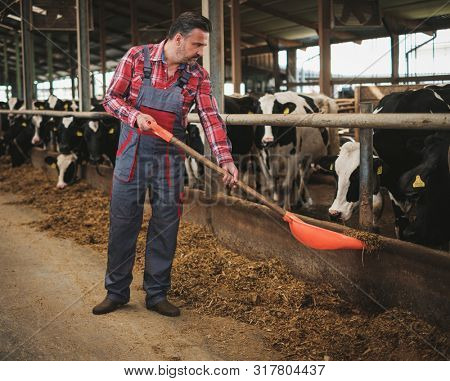 Farmer with showel in a cowshed on a dairy farm.