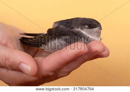 Little Bird Swift In A Hand On A Yellow Background Close-up