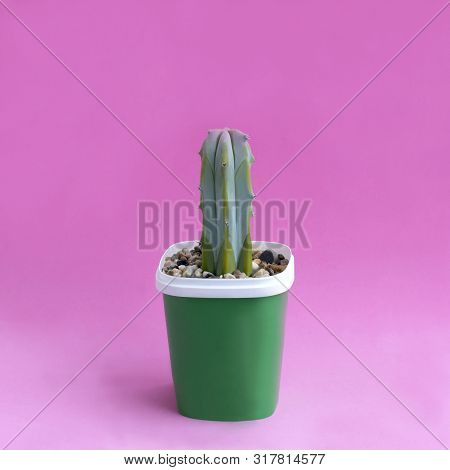 Small Homemade Cactus In Plastic Pot On Pink Background. Succulent Plants. Myrtillocactus. Minimal F
