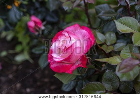 Red-white Rose Flower Head Close-up On A Background Of Green Foliage. Kyrgyzstan