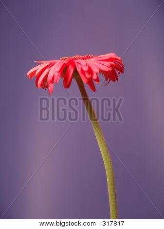 Gerbera