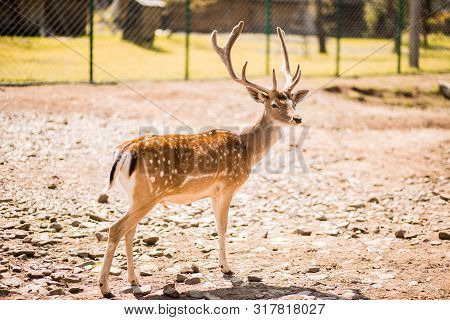Cute Spotted Fallow Deer Is Ruminant Mammal Belonging To The Family Cervidae. Fallow Deer In Summer