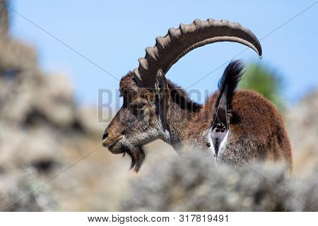 Very Rare Walia Ibex, Capra Walia, One Of The Rarest Ibex In World. Only About 500 Individuals Survi