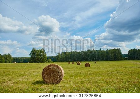 Rolled Haystacks In The Field Of Agriculture. Landscape Usual For Russia.