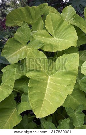 Taro (colocasia Esculenta). Known As Kalo And Elephant Ears Also.