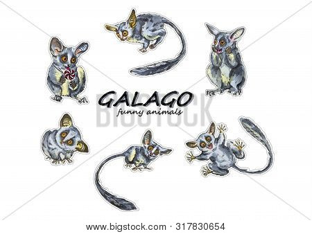 Funny Animal Galago Stickers On A White Background. Hand Painted Illustration