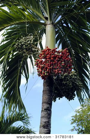 royal palm fruit (Roystonea regia)