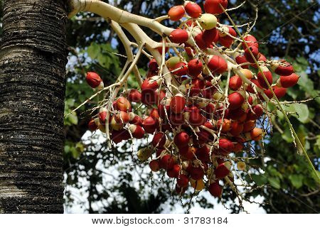 royal palm fruit (Roystonea regia)