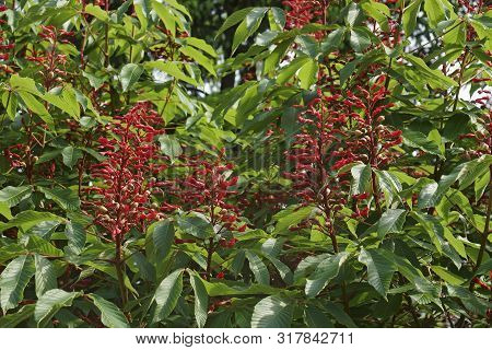 Red Buckeye (aesculus Pavia). Known As Scarlet Buckeye And Firecracker Plant Also.