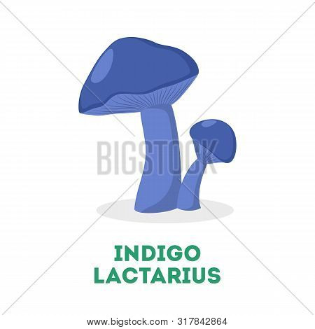 Indigo Lactarius Mushroom. Blue Fungus, Organic Delicious