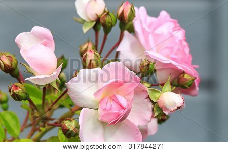 Blooming Pink Rose In The Garden On A Sunny Day.