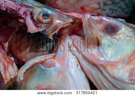 Hilsa Fish Being Cut For Cooking