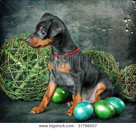Lille Pinscher hvalp