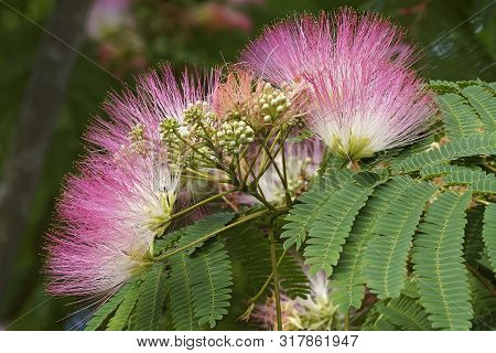 Silktree Albizia Image Photo Free Trial Bigstock