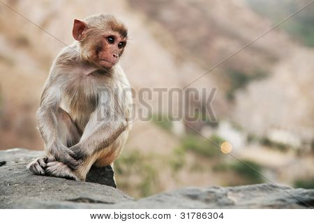 Monkey temple Galwar Bagh i Jaipur, Indien
