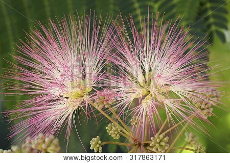 Silktree (albizia Julibrissin). Known As Mimosa, Persian Acacia, Persian Silk Tree, Pink Silk Tree, 