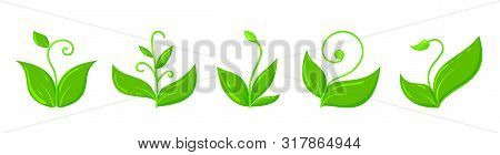 Plant Icons Set. Organic Sign. Spring Card Design. Seedling Kit. Sapling Simple Pictogram. Green Gra