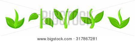 Plant Icons Set. Organic Sign. Spring Card Design. Seedling Kit. Sapling Simple Pictogram. Green Gra