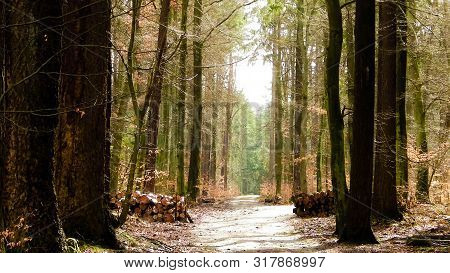Springtime, Forest Awakens Again After The Winter Break. The Spring Sun Breaks Through The Trees On 