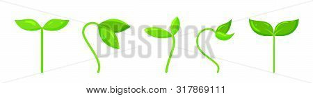 Plant Icons Set. Organic Sign. Spring Card Design. Seedling Kit. Sapling Simple Pictogram. Green Gra