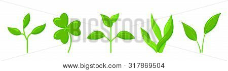 Plant Icons Set. Organic Sign. Spring Card Design. Seedling Kit. Sapling Simple Pictogram. Green Gra