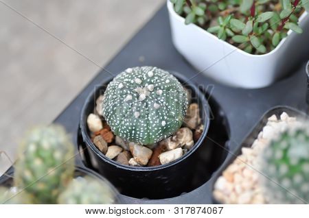 Cactus In The Flower Pot Or Astrophytum, Astrophythum Asterias