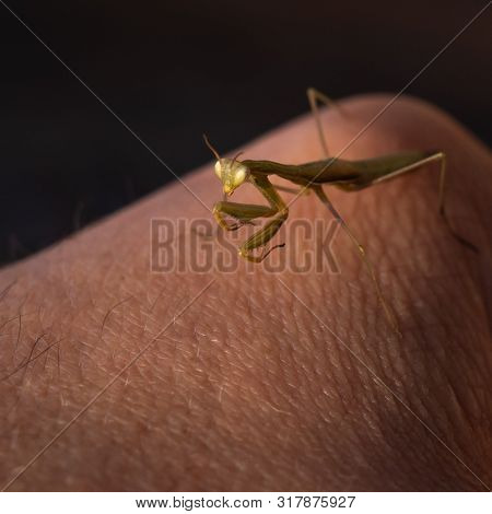 European Mantis, Praying Mantis Or Mantis Religiosa Mantidae On Black Background