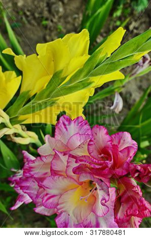 Glorious Pink And Yellow Flower Of Gladiolus With Blurred Background Blooming In The Garden