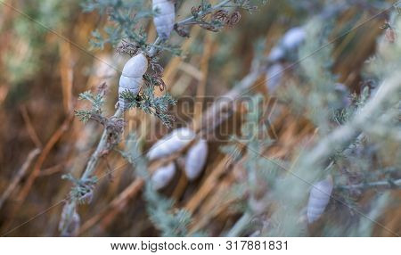 Little White Snail On A Thin Stem In The Stand With Some Green Grass