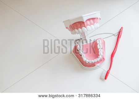 Toothbrush Brushing Model Teeth.jaw Samples Tooth Model In Dental Office Professional Dental Clinic.