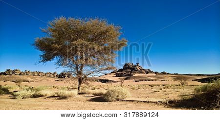 Desert Landscape With Acaciain Moul Naga Valley At In Tassili Najjer National Park In Algeria