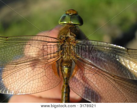 แอก Aeshna Mixta