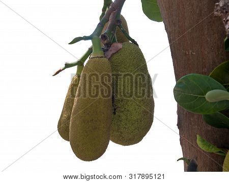 Three Green Jackfruit On The Tree With Isolated On White Background