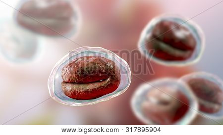 Eggs Of Helminths Enterobius Vermicularis Containing Worm Larva. Threadworm Which Cause Enterobiasis
