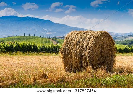 Haycock Vineyard And Cypresses In Sunny Tuscan Countryside, Italy