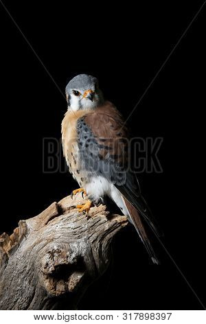 Beautiful Portrait Of American Kestrel Falconidae In Studio Setting On Black Background With Dramati