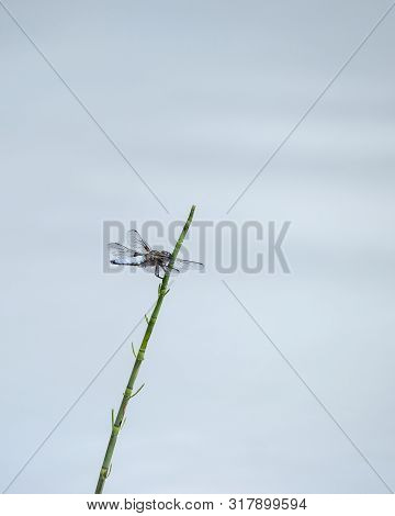 Beautiful Image Of Male Broad Bodied Chaser Dragonfly Libellula Depressa On Reed In Water During Sum