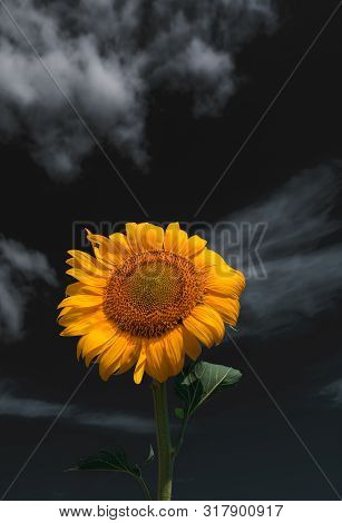 Sunflower Summer Flower Close-up, Against A Background Of Clouds. Agroculture, Harvest.
