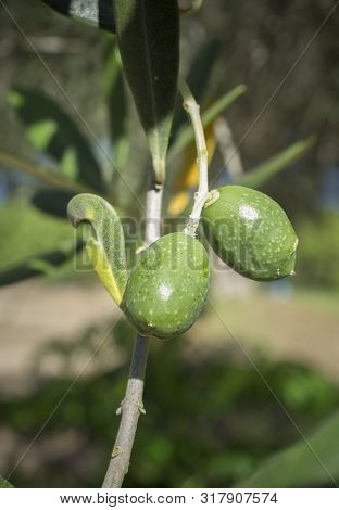 Green Unripe Olives Fruits On Tree Branch, Badajoz, Spain. Half Maduration Stage