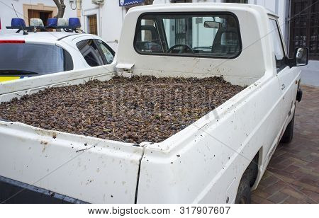 Pick-up Vehicle Plenty Of Seized Olives Fruits. Olive Thieves In Southern Spain Are Frequent During 