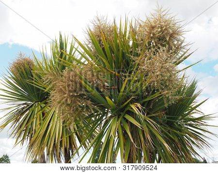 Cabbage Palm Tree (sabal Palm)