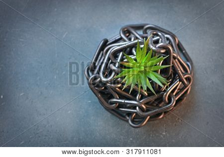 Conservation Of Nature And Rare Plant Species Concept With Little Green Sprout And Metal Chain