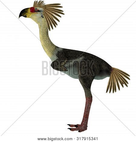 Phorusrhacos Bird Side Profile 3d Illustration - Phorusrhacos Was A Flightless Carnivorous Terror Bi