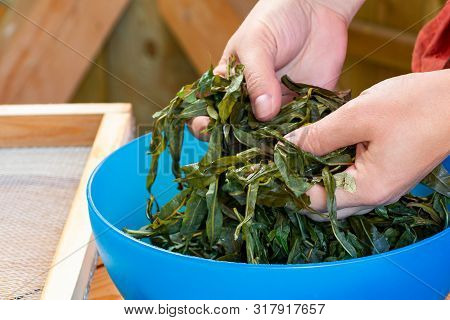 Process Of Making Tea From Blooming Sally Known As Russian Ivan Tea Or Koporye Tea, Preparing Leaves