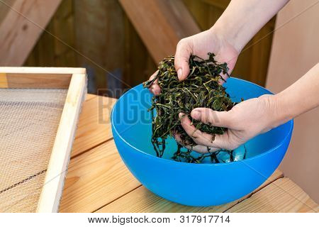 Process Of Making Tea From Blooming Sally Known As Russian Ivan Tea Or Koporye Tea, Preparing Leaves