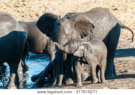 A Herd Of African Elephants -loxodonta Africana- Drinking From, And Bathing, In The Chudop Waterhole